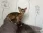 Питомник абиссинских кошек Aby sharm фотография 2